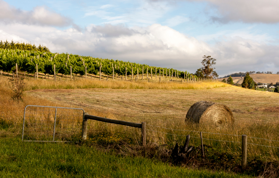Vineyard Farmland